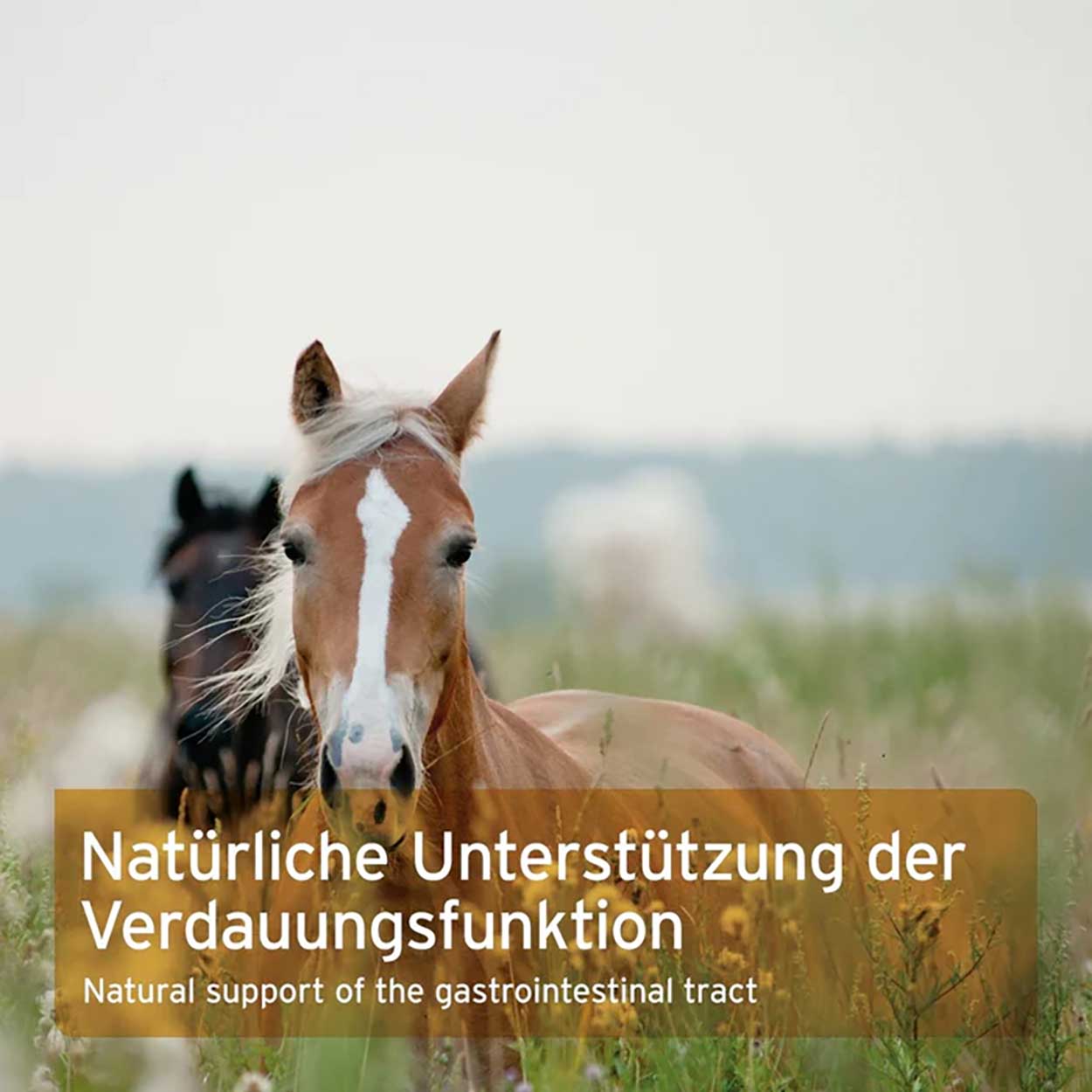 AniForte Indische Flohsamen