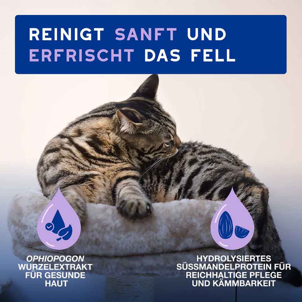 DOUXO SPA Mousse ohne Ausspülen für Katzen 150ml DOUXO SPA Mousse ohne Ausspülen für Katzen 150ml