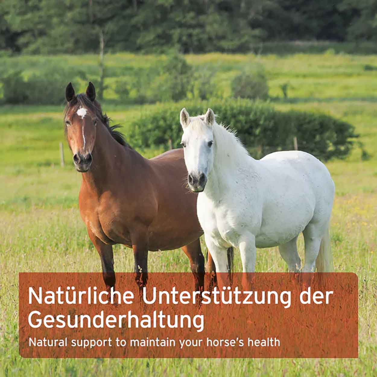 AniForte Pferd Hagebutten ganze Früchte 1kg