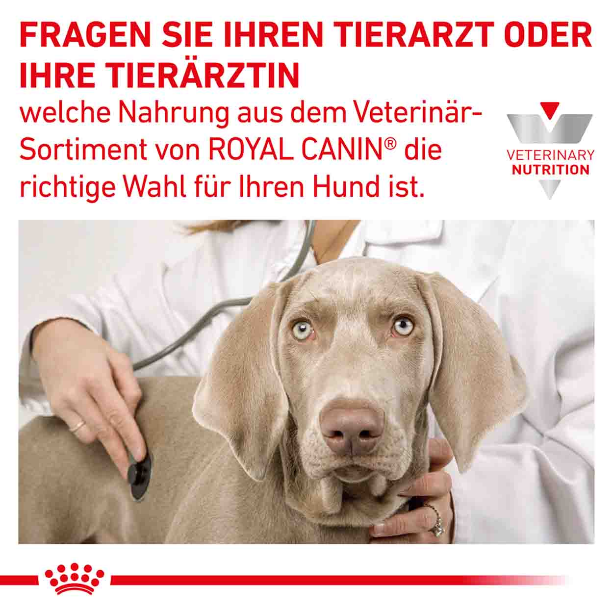 Royal Canin Hund Diabetic special low 12x195g
