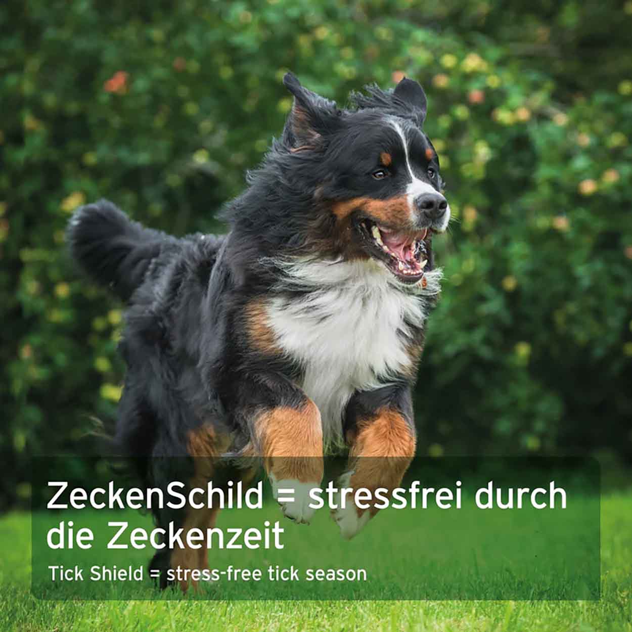 AniForte ZeckenSchild Hund