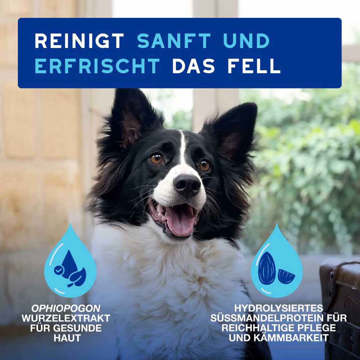 DOUXO SPA Mousse ohne Ausspülen für Hunde 150ml DOUXO SPA Mousse ohne Ausspülen für Hunde 150ml
