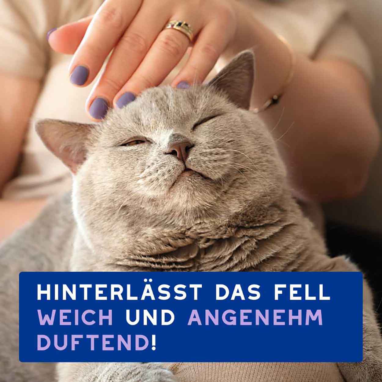 DOUXO SPA Mousse ohne Ausspülen für Katzen 150ml DOUXO SPA Mousse ohne Ausspülen für Katzen 150ml