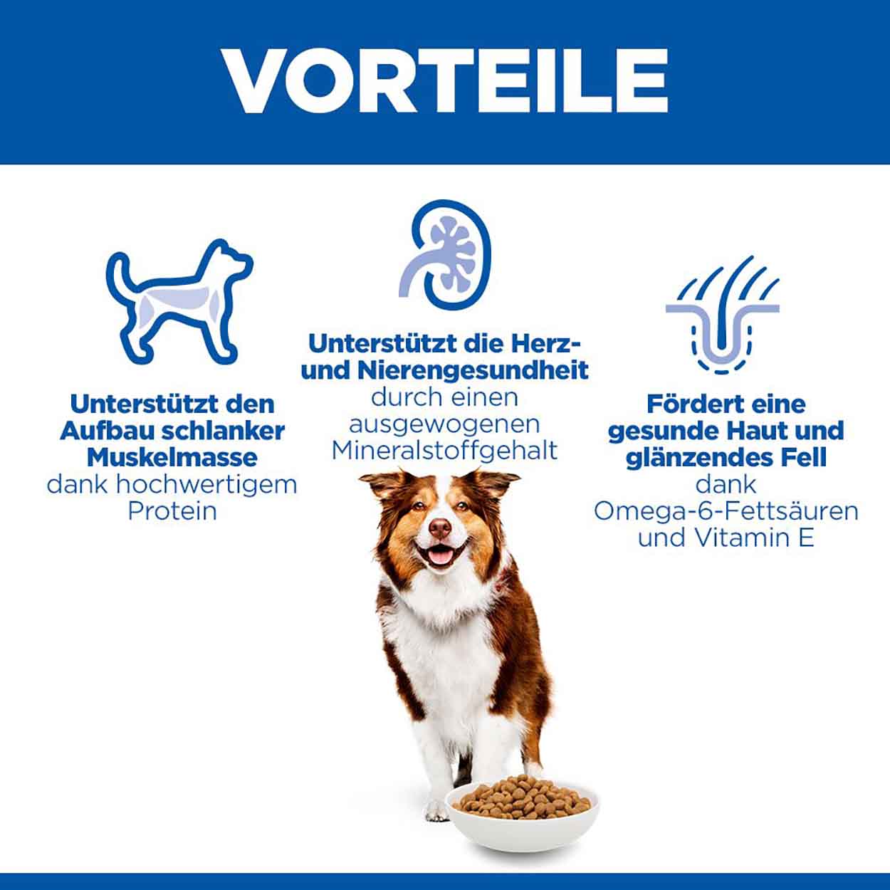 Hills Science Plan Hund Medium Mature Adult 7+ Huhn 6kg