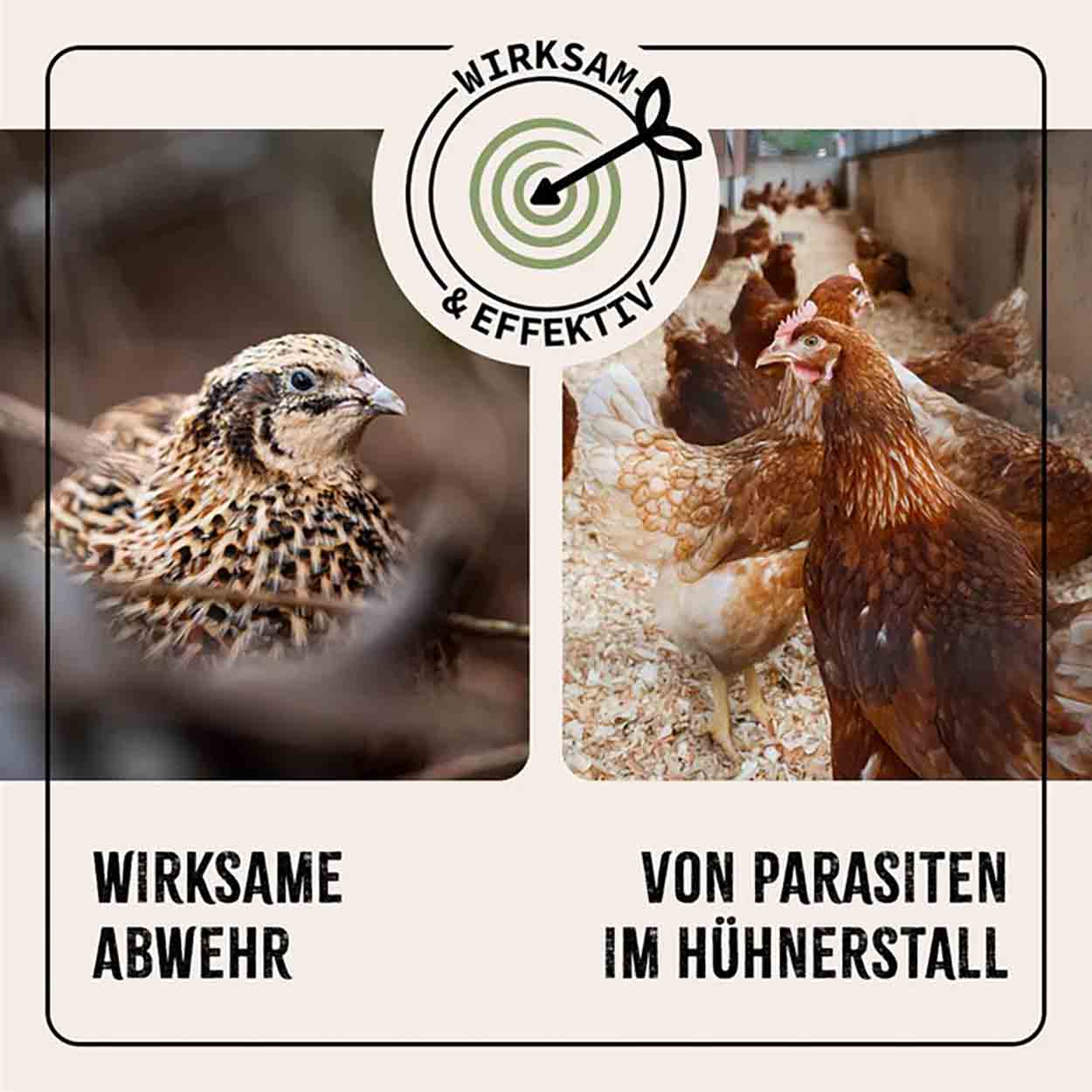 Produktbild von GiDeli Kieselgur-Pulver 3 Kg – 100 % Reine Diatomeenerde – Unkalziniert – Gegen Rote Vogelmilbe – Für Hühnerstall-Einstreu